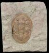 Ordovician Asaphellus Trilobite - Morocco #45088-1